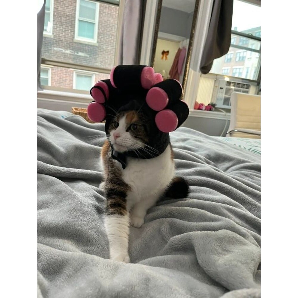 Curlers on a hat for your cat costume for the animals